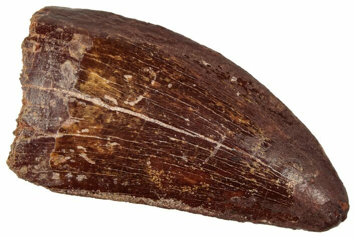 Bargain, Carcharodontosaurus Tooth - Real Dinosaur Tooth #241392